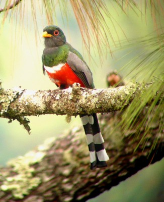 Mountain Trogon, Monarch Migration, Monarch Migration Tour, Mexico Butterfly Tour, Mexico Nature Tour, Mexico Birding Tour, Michoacan, Naturalist Journeys