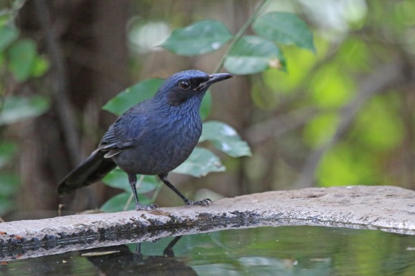 Blue Mockingbird, Monarch Migration, Monarch Migration Tour, Mexico Butterfly Tour, Mexico Nature Tour, Mexico Birding Tour, Michoacan, Naturalist Journeys