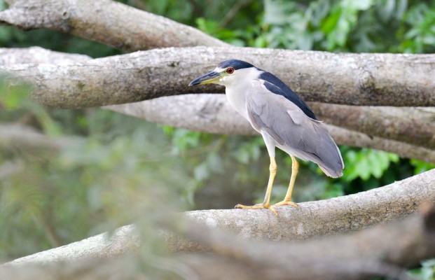 Black-crowned Night Heron, Monarch Migration, Monarch Migration Tour, Mexico Butterfly Tour, Mexico Nature Tour, Mexico Birding Tour, Michoacan, Naturalist Journeys