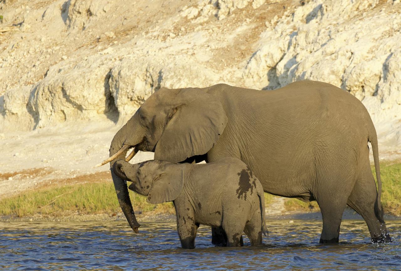 Elephants, Savannah Elephants, South Africa, South Africa Safari, Naturalist Journeys, South Africa Wildlife
