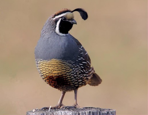 California Quail, California Birding Tour, California, Marin Country Birding Tour, Naturalist Journeys