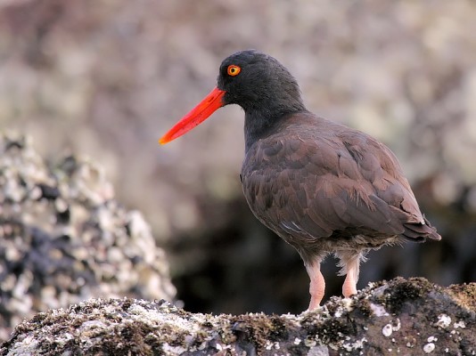 Black Oystercatcher, California Birding Tour, California, Marin Country Birding Tour, Naturalist Journeys