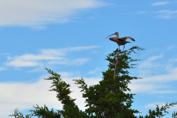 Long-billed Curlew, California Birding Tour, California, Marin Country Birding Tour, Naturalist Journeys