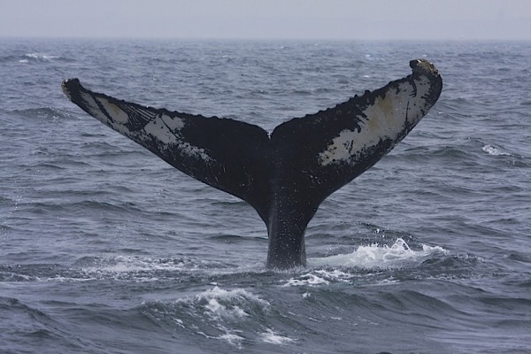 Humpback Whale, California Birding Tour, California, Marin Country Birding Tour, Naturalist Journeys