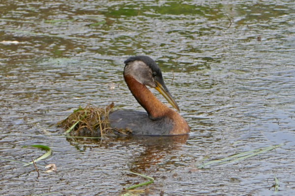 Red-necked Grebe, California Birding Tour, California, Marin Country Birding Tour, Naturalist Journeys