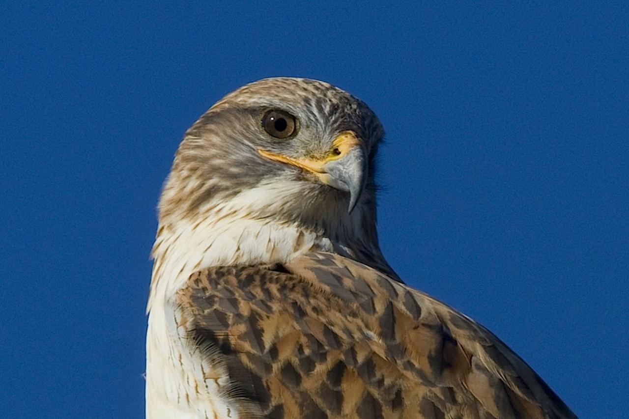 Ferruginous Hawk, California Birding Tour, California, Marin Country Birding Tour, Naturalist Journeys