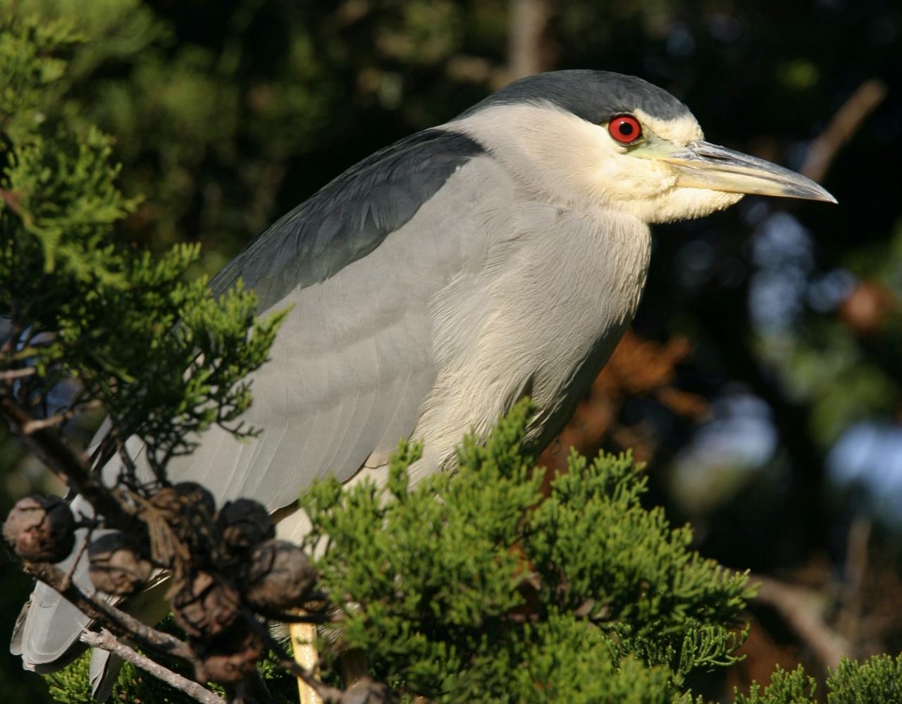 Black-crowned Night-Heron, California Birding Tour, California, Marin Country Birding Tour, Naturalist Journeys