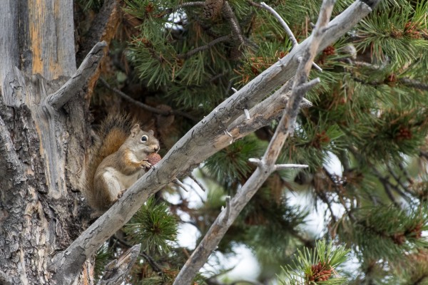 American Red Squirrel, Yellowstone National Park, Nature Tour, Wildlife Tour, National Park, Naturalist Journeys