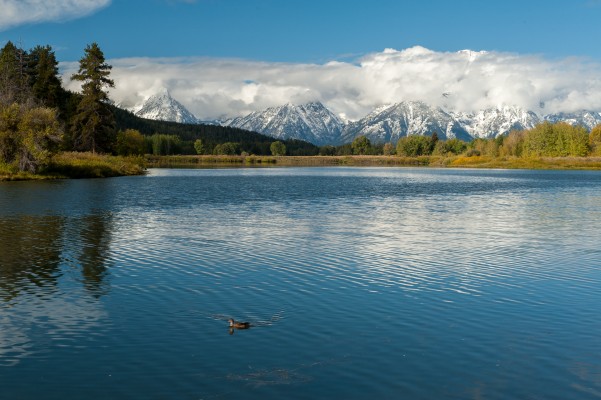 Grand Teton, Yellowstone National Park, Nature Tour, Wildlife Tour, National Park, Naturalist Journeys
