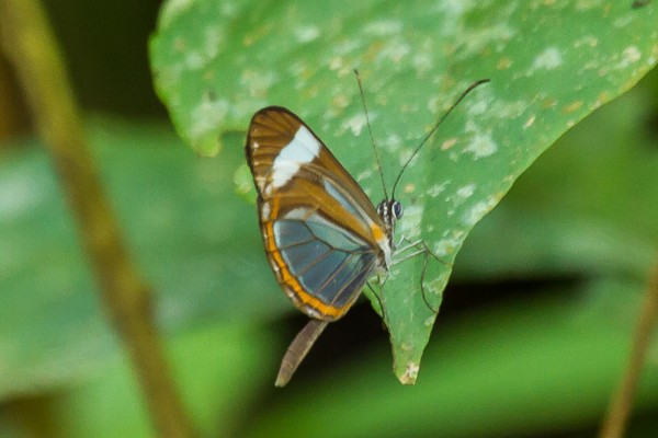 Glasswing Butterfly, Honduras, Lago de Yojoa, Lake Yojoa; Honduras Birding Tour, Honduras Butterfly Tour, Honduras Nature Tour, Naturalist Journeys