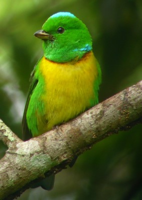 Blue-crowned Cholorphonia, Honduras, Lago de Yojoa, Lake Yojoa; Honduras Birding Tour, Honduras Butterfly Tour, Honduras Nature Tour, Naturalist Journeys