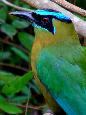 Blue-crowned Motmot, Honduras, Lago de Yojoa, Lake Yojoa; Honduras Birding Tour, Honduras Butterfly Tour, Honduras Nature Tour, Naturalist Journeys