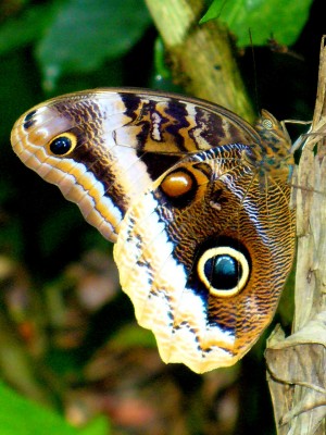 Caligo Uranus, Honduras, Lago de Yojoa, Lake Yojoa; Honduras Birding Tour, Honduras Butterfly Tour, Honduras Nature Tour, Naturalist Journeys