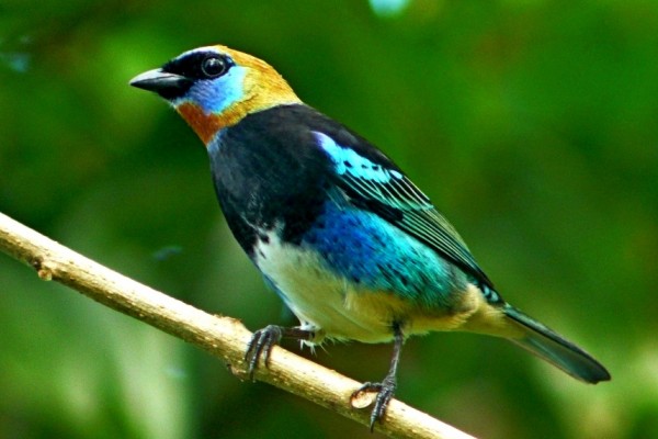 Golden-hooded Tanager, Honduras, Lago de Yojoa, Lake Yojoa; Honduras Birding Tour, Honduras Butterfly Tour, Honduras Nature Tour, Naturalist Journeys