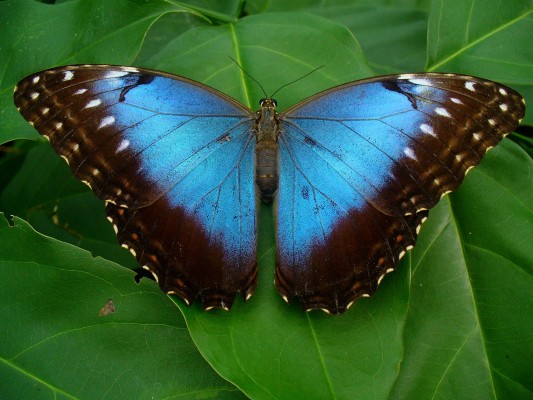 Blue Morpho Butterfly, Honduras, Lago de Yojoa, Lake Yojoa; Honduras Birding Tour, Honduras Butterfly Tour, Honduras Nature Tour, Naturalist Journeys