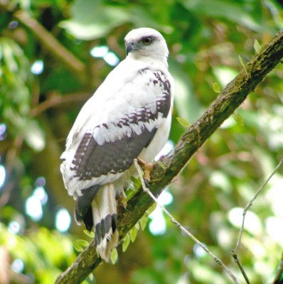 White Hawk, Honduras, Lago de Yojoa, Lake Yojoa; Honduras Birding Tour, Honduras Butterfly Tour, Honduras Nature Tour, Naturalist Journeys