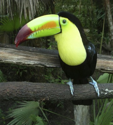 Keel-billed Toucan, Belize, Belize Birding Tour, Belize Nature Tour, Naturalist Journeys