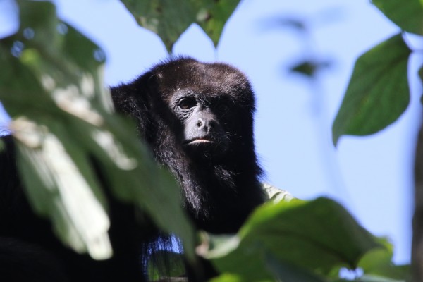 Black Howler Monkey, Belize, Belize Nature Tour, Belize Birding Tour, Naturalist Journeys