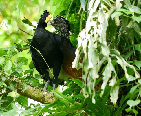 Great Curassow, Belize, Belize Nature Tour, Belize Birding Tour, Naturalist Journeys