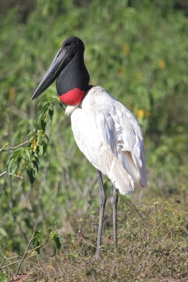 Jabiru, Belize, Belize Nature Tour, Belize Birding Tour, Naturalist Journeys