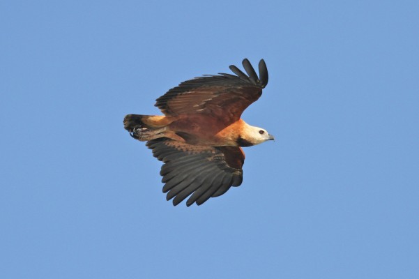 Black-collared Hawk, Belize, Belize Nature Tour, Belize Birding Tour, Naturalist Journeys
