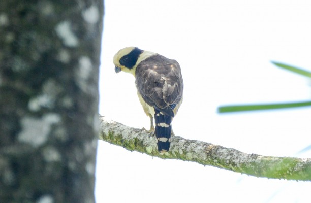 Laughing Falcon, Belize, Belize Nature Tour, Belize Birding Tour, Naturalist Journeys