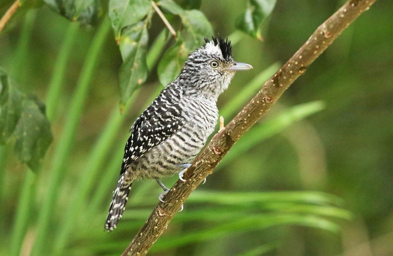 Barred Antshrike, Belize, Belize Nature Tour, Belize Birding Tour, Winter Belize Tour, Naturalist Journeys