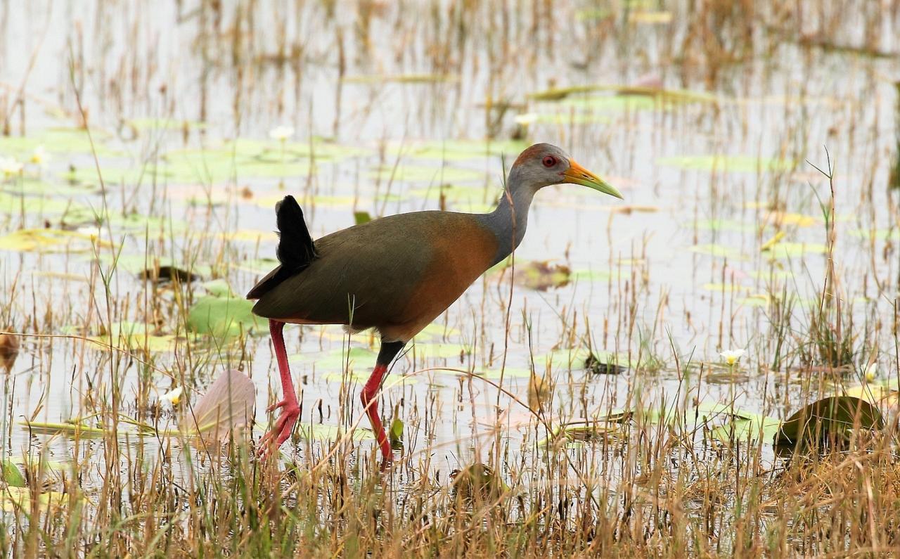 Russet-naped Wood-Rail, Belize, Belize Nature Tour, Belize Birding Tour, Winter Belize Tour, Naturalist Journeys