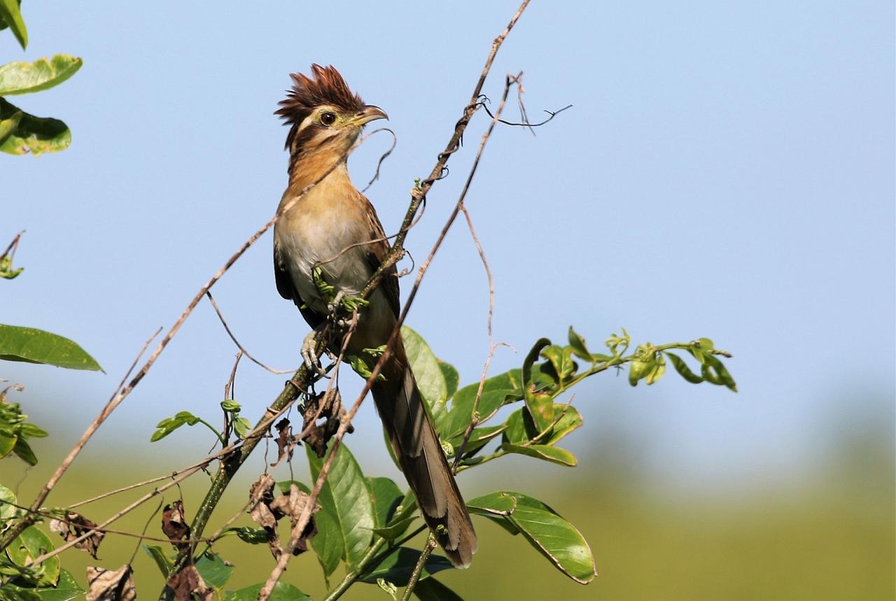 Striped Cuckoo, Belize, Belize Nature Tour, Belize Birding Tour, Winter Belize Tour, Naturalist Journeys