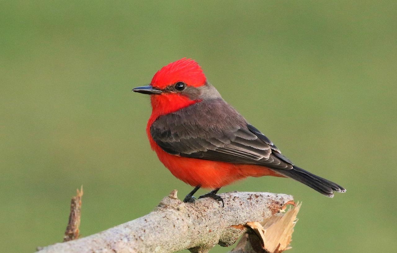 Vermillion Flycatcher, Belize, Belize Nature Tour, Belize Birding Tour, Winter Belize Tour, Naturalist Journeys