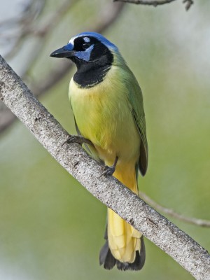 Green Jay, Oaxaca, Oaxaca Birding Trip, Oaxaca Nature Trip, Mexico Birding Trip, Mexico Nature Trip, Naturalist Journeys