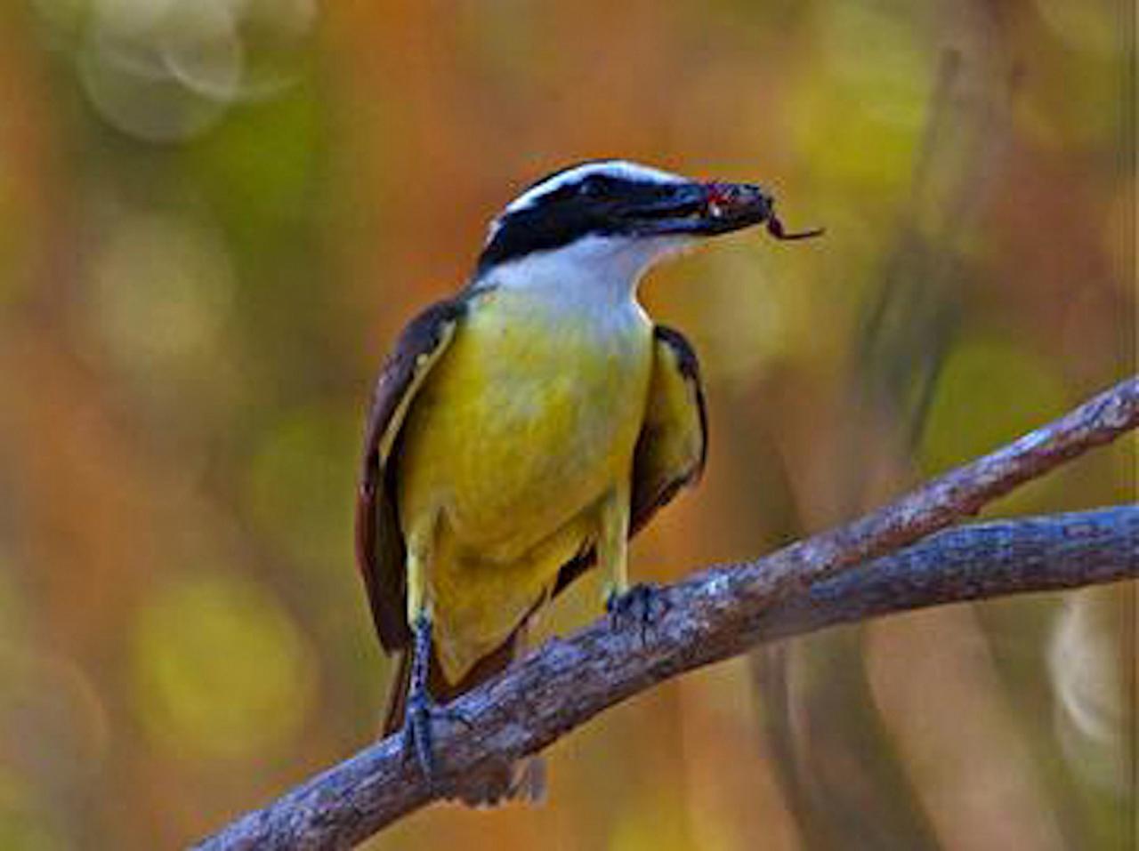 Great Kiskadee, Oaxaca, Oaxaca Birding Trip, Oaxaca Nature Trip, Mexico Birding Trip, Mexico Nature Trip, Naturalist Journeys