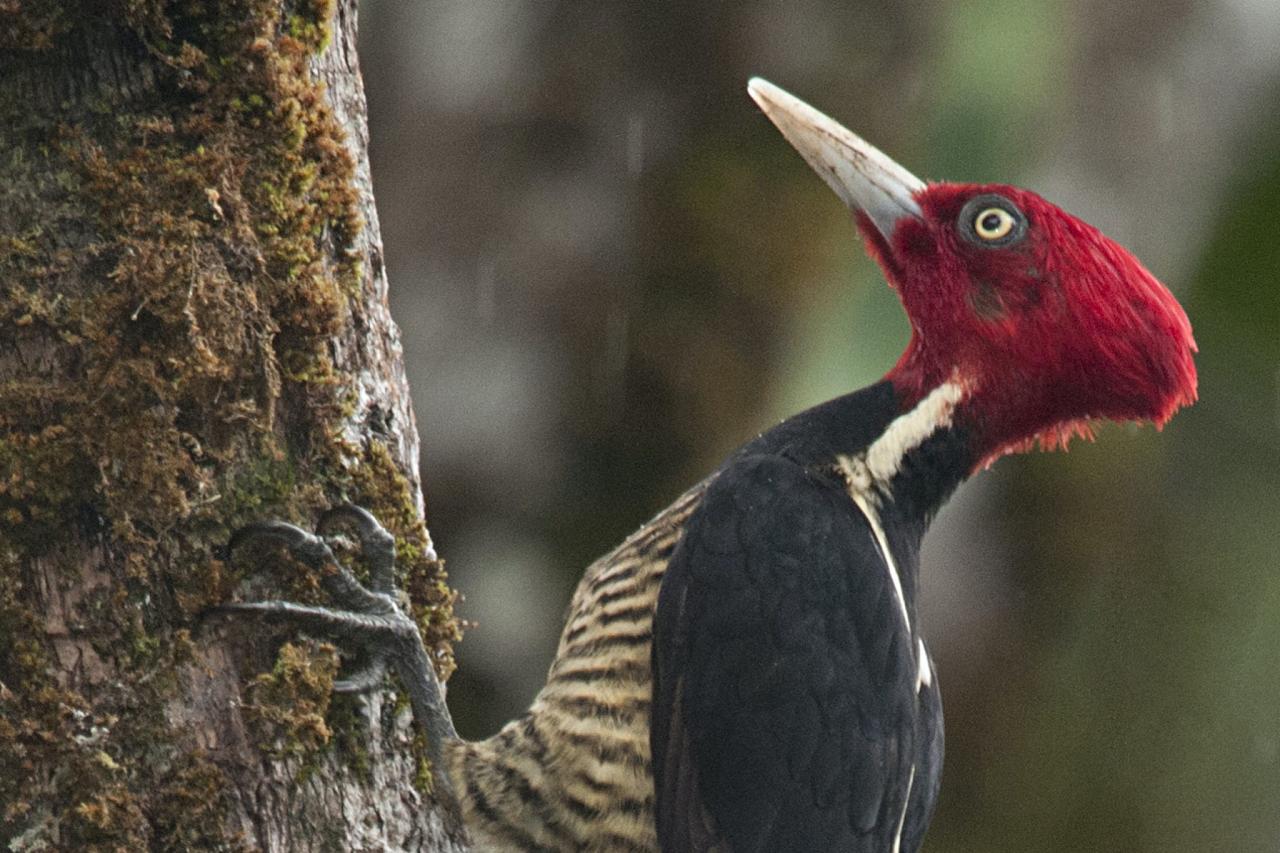 Pale-billed Woodpecker, Oaxaca, Oaxaca Birding Trip, Oaxaca Nature Trip, Mexico Birding Trip, Mexico Nature Trip, Naturalist Journeys
