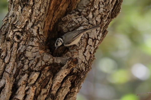 Bridled Titmouse, Arizona, Southeast Arizona, Arizona Birding Tour, Arizona Wildlife Tour, Arizona Nature Tour, Naturalist Journeys