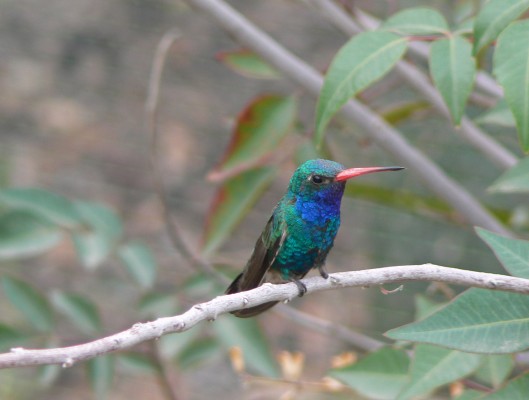 Broad-billed Hummingbird, Arizona, Southeast Arizona, Arizona Birding Tour, Arizona Wildlife Tour, Arizona Nature Tour, Naturalist Journeys
