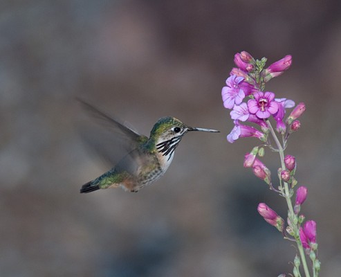 Calliope Hummingbird, Arizona, Southeast Arizona, Arizona Birding Tour, Arizona Wildlife Tour, Arizona Nature Tour, Naturalist Journeys