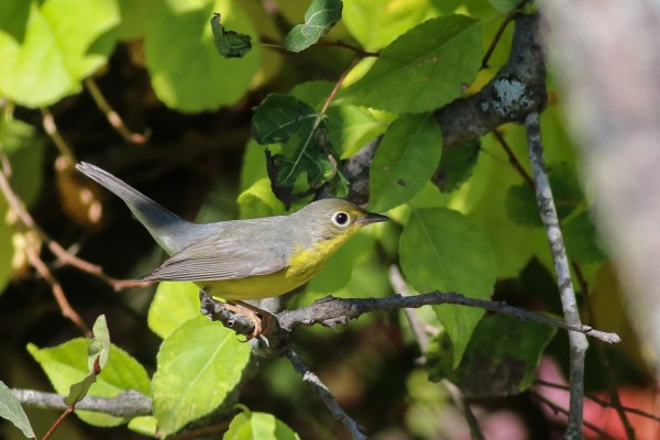 Canada Warbler, Maine, Maine Birding Tour, Maine Nature Tour, Acadia National Park, Acadia National Park Tour, Naturalist Journeys