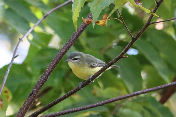 Philadelphia Vireo, Maine, Maine Birding Tour, Maine Nature Tour, Acadia National Park, Acadia National Park Tour, Naturalist Journeys
