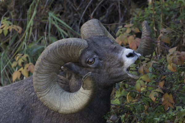 Bighorn Sheep, Montana Wildlife Tour, Glacier National Park, Montana Birding Tour, Montana Nature Tour, Naturalist Journeys