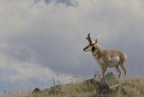 Pronghorn, Montana Wildlife Tour, Glacier National Park, Montana Birding Tour, Montana Nature Tour, Naturalist Journeys