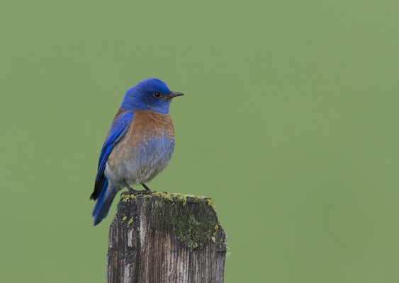 Western Bluebird, Montana Wildlife Tour, Glacier National Park, Montana Birding Tour, Montana Nature Tour, Naturalist Journeys