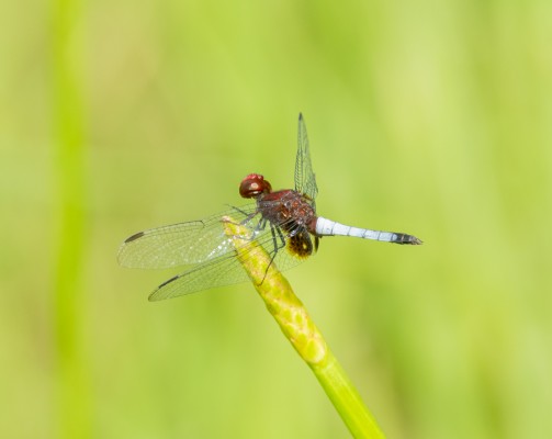 Red-faced Dragonlet, Dragonfly, Trinidad, Dragonfly Nature Tour, Trinidad Entomology Tour, Naturalist Journeys