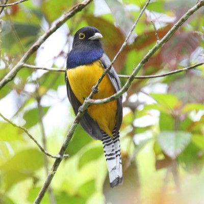 Gartered Trogon, Mexico, Veracruz, River of Raptors, Raptor Migration, Migration Tour, Mexico Birding Tour, Veracruz Birding Tour, Naturalist Journeys