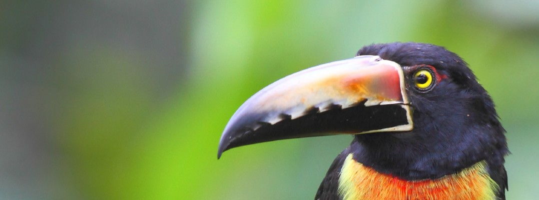 Collared Aracari, Mexico, Veracruz, River of Raptors, Raptor Migration, Migration Tour, Mexico Birding Tour, Veracruz Birding Tour, Naturalist Journeys