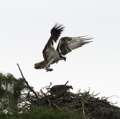Osprey, Cape May, Fall Migration Tour, Birding Migration Tour, Naturalist Journeys
