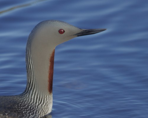Red-throated Loon, Cape May, Fall Migration Tour, Birding Migration Tour, Naturalist Journeys