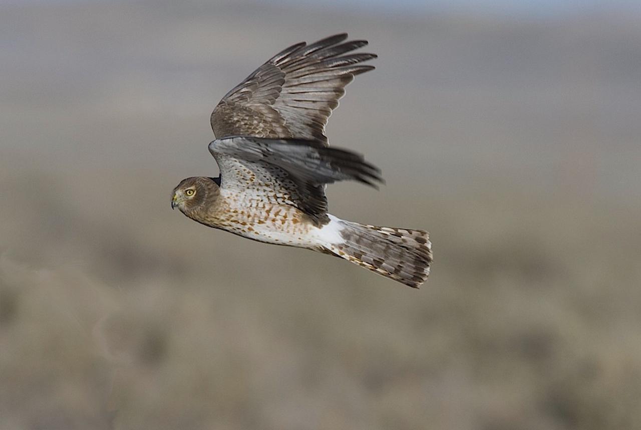 Northern Harrier, Cape May, Cape May Migration, Fall Migration, Fall Migration Tour, Cape May Birding Tour, Naturalist Journeys