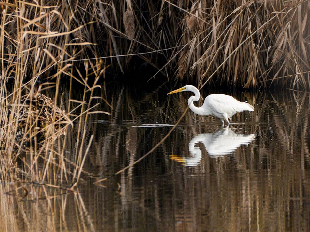 Great Egret, Cape May, Cape May Migration, Fall Migration, Fall Migration Tour, Cape May Birding Tour, Naturalist Journeys