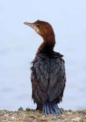 Pygmy Cormorant, Bulgaria Birding Tour, Bulgaria Nature Tour, Romania Birding Tour, Romania Nature Tour, Bulgaria and Romania Birding Tour, Naturalist Journeys