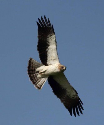 Booted Eagle, Bulgaria Birding Tour, Bulgaria Nature Tour, Romania Birding Tour, Romania Nature Tour, Bulgaria and Romania Birding Tour, Naturalist Journeys